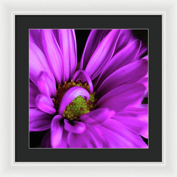 Purple Daisy Curlin - Framed Print