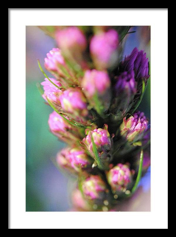 Purple Liatris - Framed Print