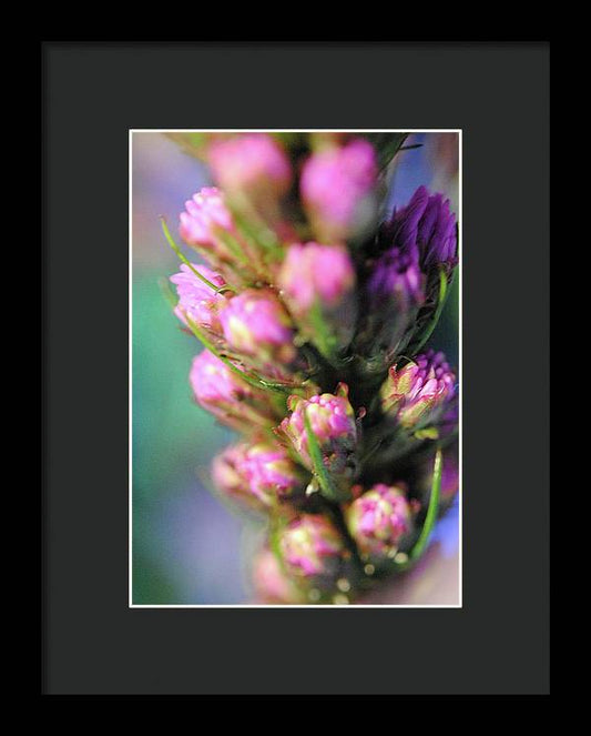 Purple Liatris - Framed Print