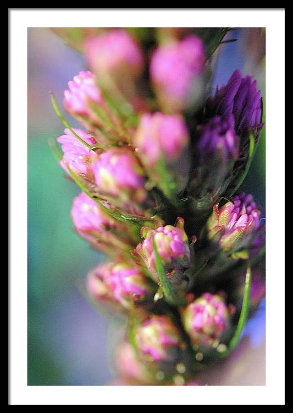 Purple Liatris - Framed Print