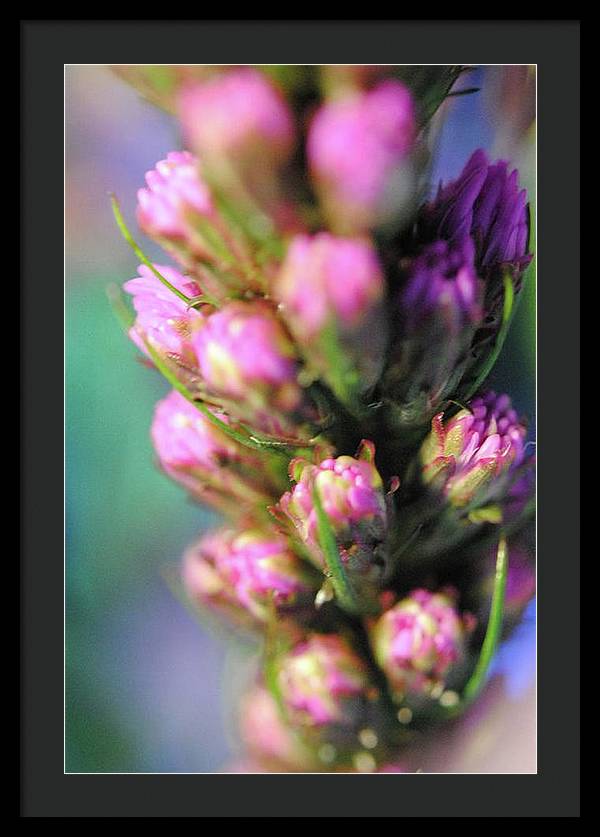 Purple Liatris - Framed Print