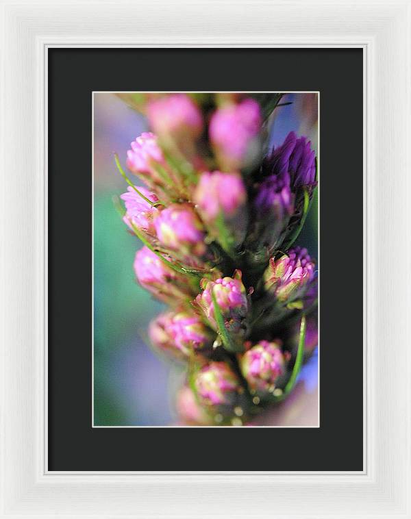 Purple Liatris - Framed Print