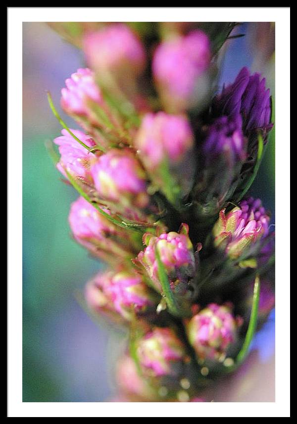 Purple Liatris - Framed Print