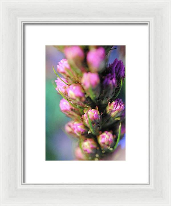 Purple Liatris - Framed Print