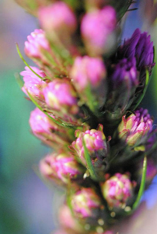 Purple Liatris - Art Print