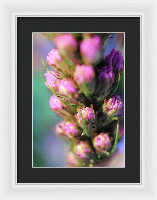 Purple Liatris - Framed Print
