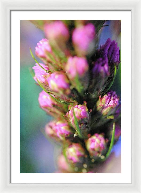 Purple Liatris - Framed Print