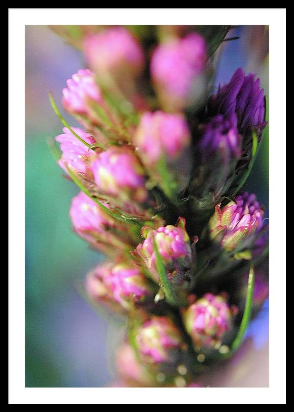 Purple Liatris - Framed Print