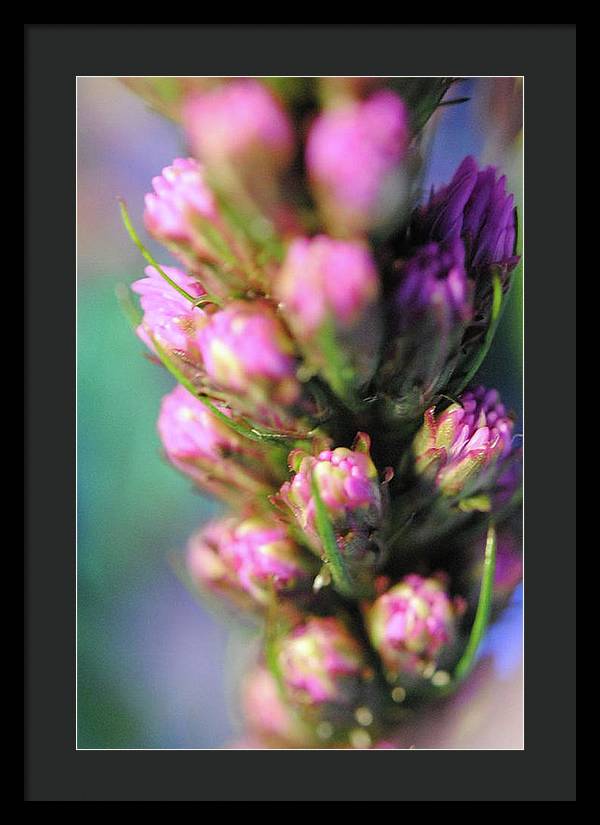 Purple Liatris - Framed Print