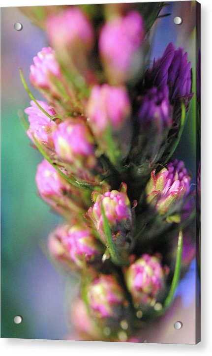 Purple Liatris - Acrylic Print