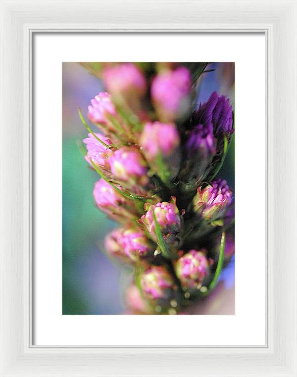Purple Liatris - Framed Print
