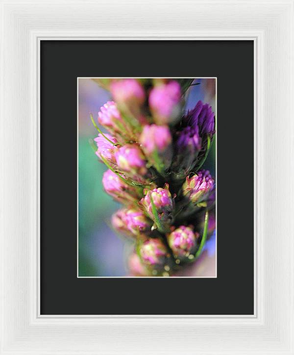 Purple Liatris - Framed Print