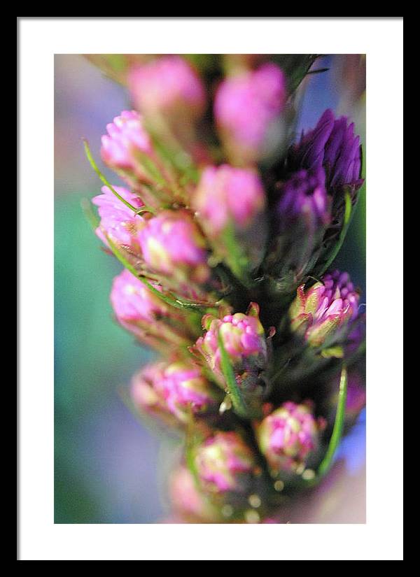 Purple Liatris - Framed Print