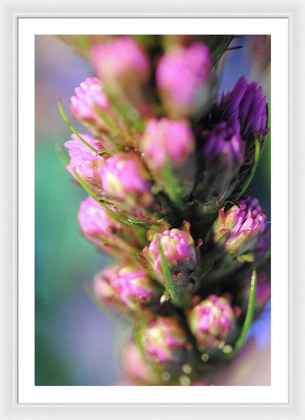 Purple Liatris - Framed Print