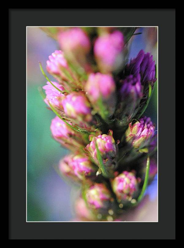 Purple Liatris - Framed Print