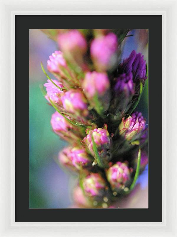 Purple Liatris - Framed Print