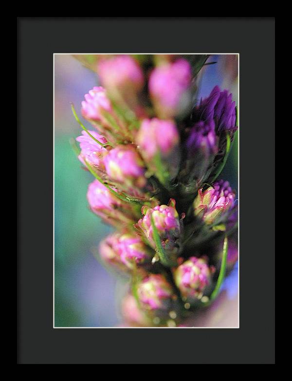 Purple Liatris - Framed Print