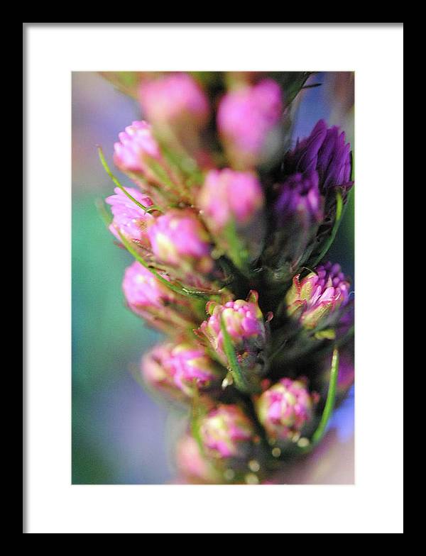 Purple Liatris - Framed Print