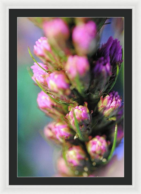 Purple Liatris - Framed Print