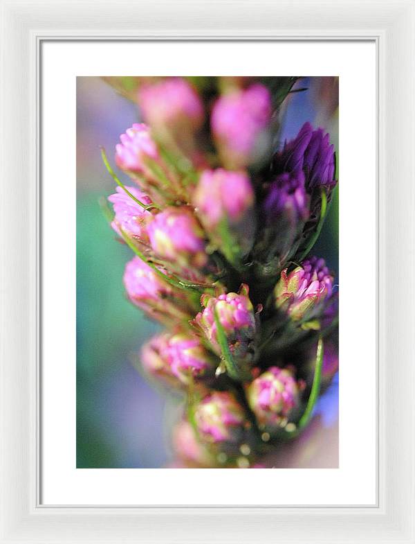 Purple Liatris - Framed Print
