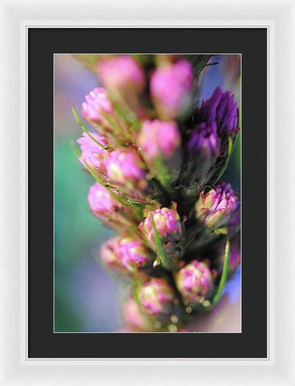 Purple Liatris - Framed Print
