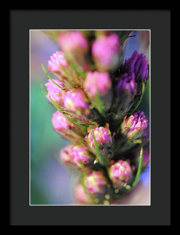 Purple Liatris - Framed Print