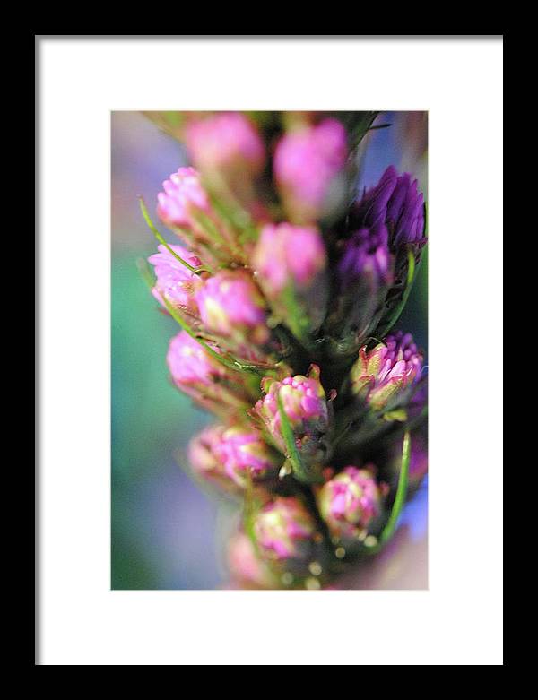 Purple Liatris - Framed Print