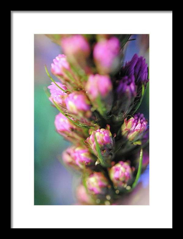 Purple Liatris - Framed Print