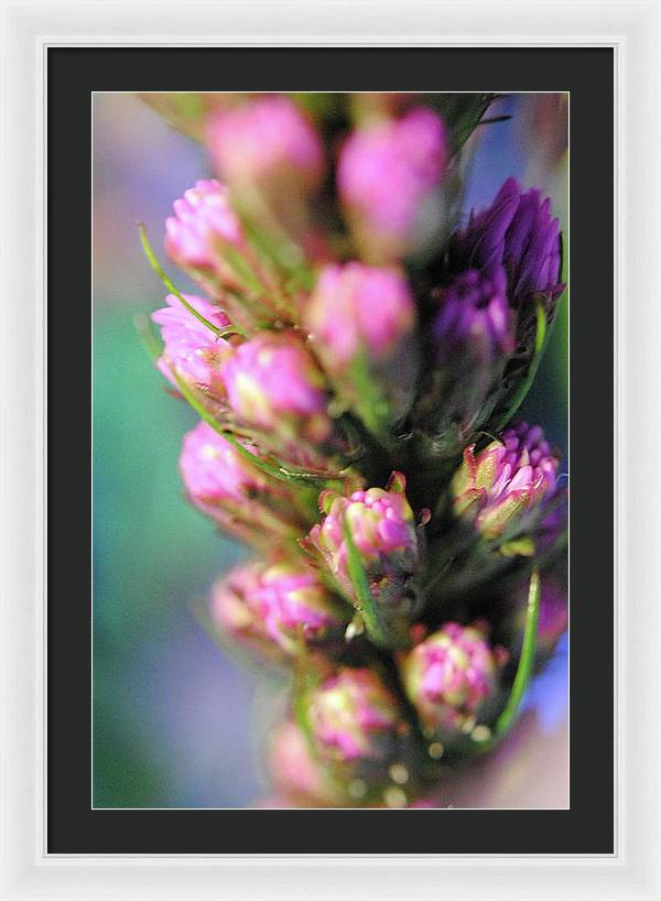 Purple Liatris - Framed Print