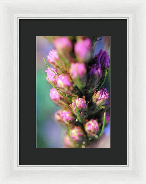 Purple Liatris - Framed Print