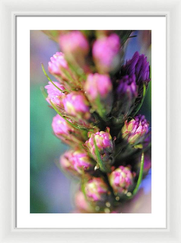 Purple Liatris - Framed Print