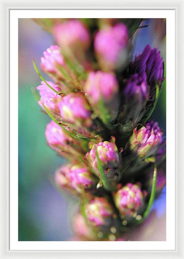 Purple Liatris - Framed Print