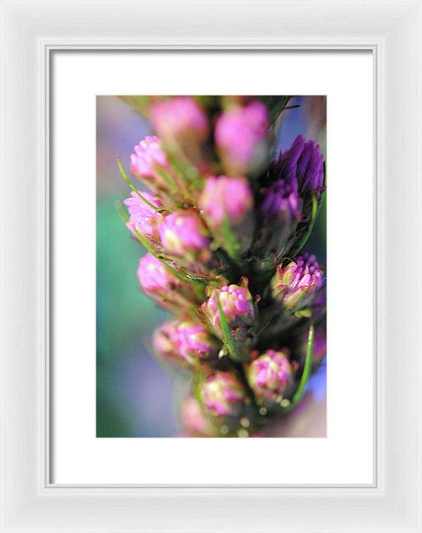 Purple Liatris - Framed Print
