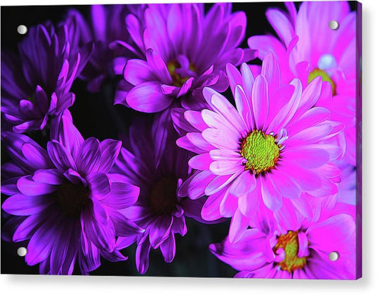 Purple Summer Daisies - Acrylic Print