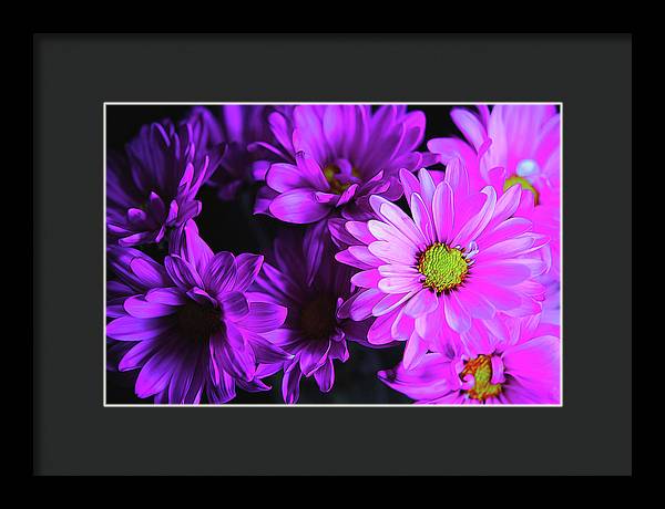 Purple Summer Daisies - Framed Print