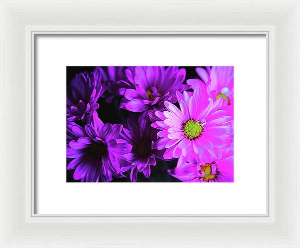 Purple Summer Daisies - Framed Print