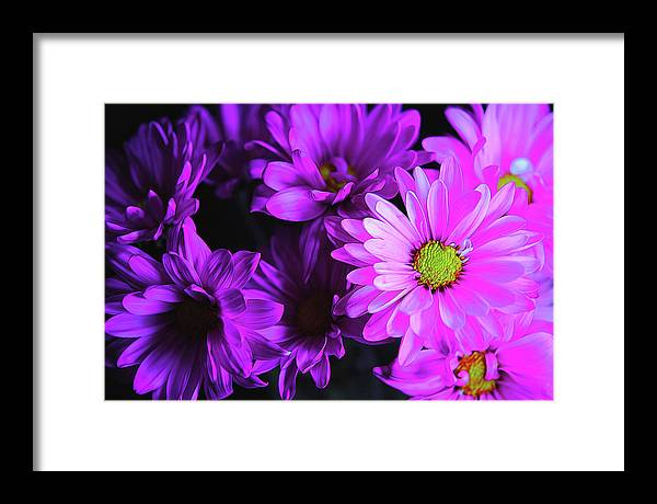 Purple Summer Daisies - Framed Print