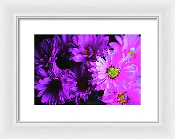 Purple Summer Daisies - Framed Print