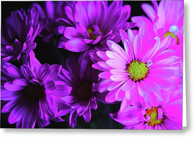 Purple Summer Daisies - Greeting Card