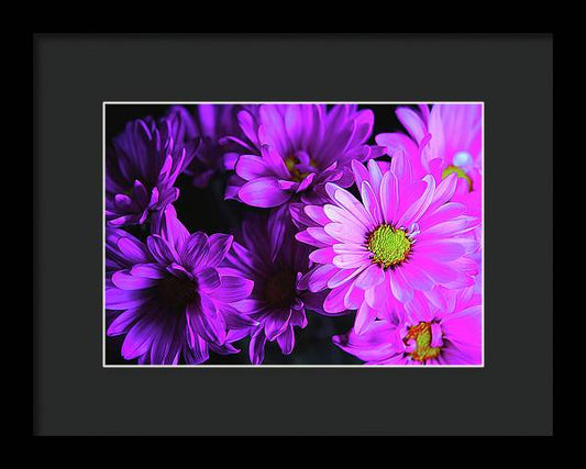 Purple Summer Daisies - Framed Print