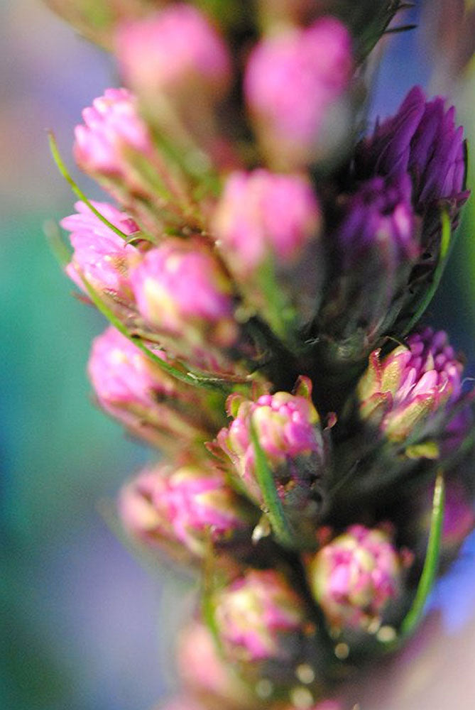 Purple Liatris Close Up Digital Image Download