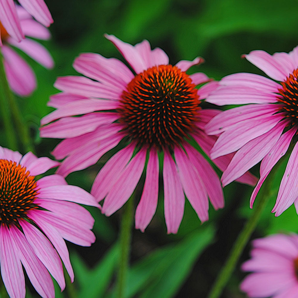 Purple Cone Flower Garden 2 Digital Image Download