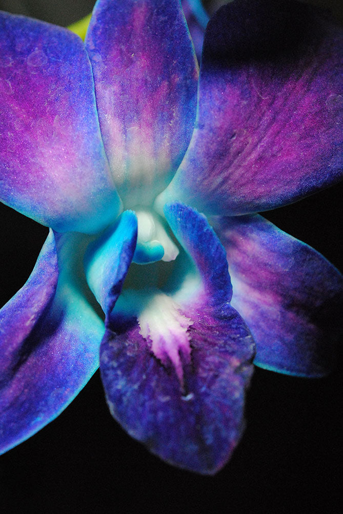 Purple Orchid Close Up Digital Image Download