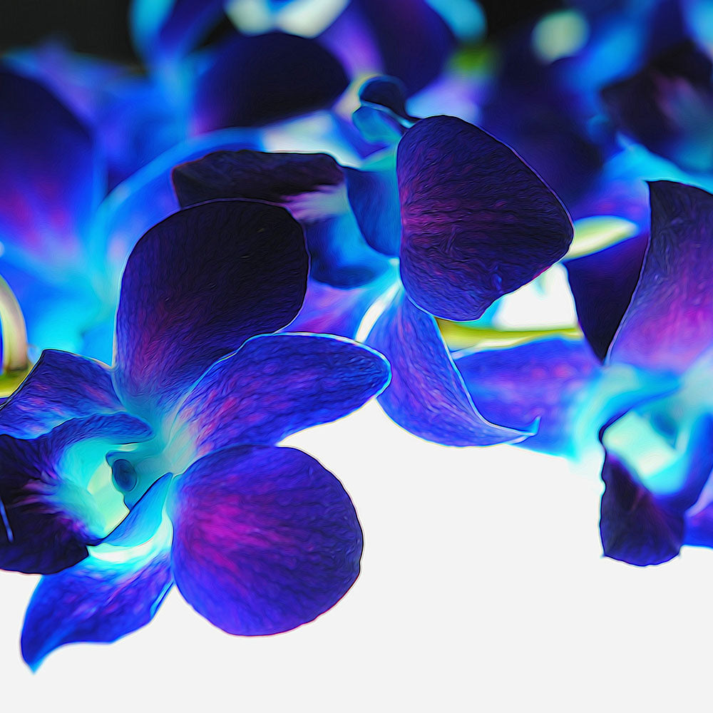 Purple Orchids On White Digital Image Download
