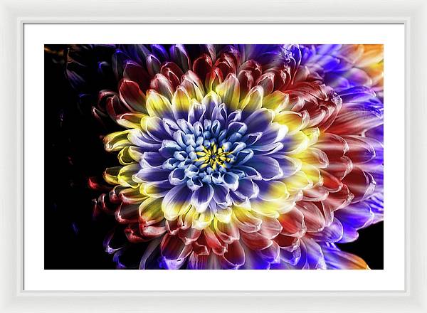 Rainbow Chrysanthemum - Framed Print