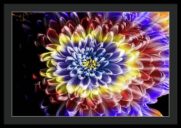 Rainbow Chrysanthemum - Framed Print