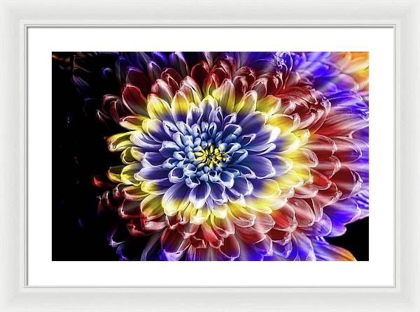 Rainbow Chrysanthemum - Framed Print