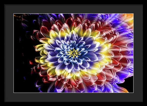 Rainbow Chrysanthemum - Framed Print