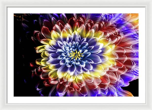 Rainbow Chrysanthemum - Framed Print