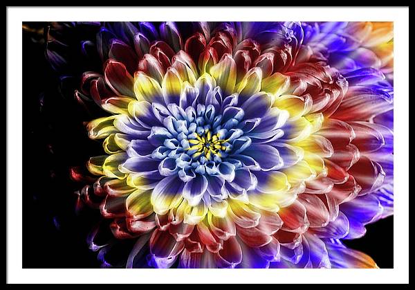Rainbow Chrysanthemum - Framed Print